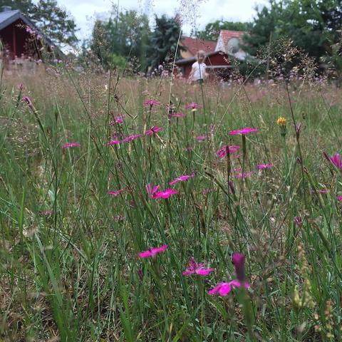 This picture shows a field filled with tall grasses and wildflowers, possibly taken during late summer or early autumn due to the color of the leaves on the trees in the background. The photo seems to be taken in broad daylight under overcast skies, which may suggest it is either early morning or late afternoon.