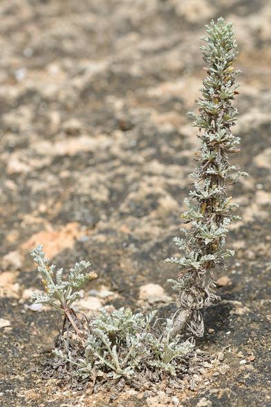 A photo of a small wormwood plant.