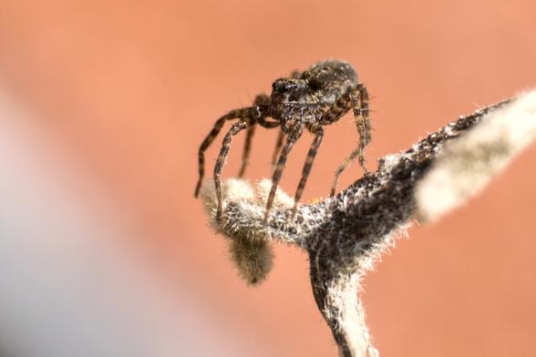 Das Bild zeigt eine Wolfspinne (Lycosidae), die auf einem mit weißem, flauschigem Belag bewachsenen Zweig sitzt. Der Hintergrund ist unscharf und in einem warmen, orange-braunen Ton gehalten. Das Foto ist eine Nahaufnahme und zeigt die Spinne detailliert.
