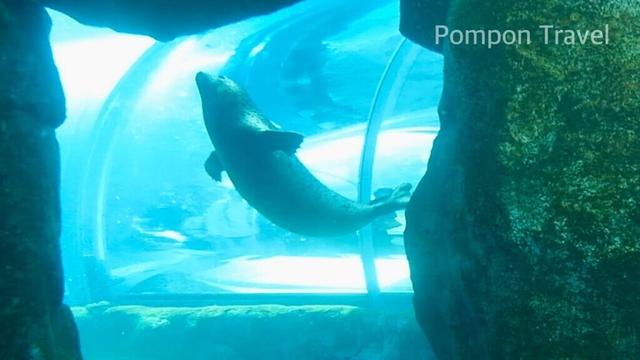 ゴハン直前の様子 ゴマフアザラシ｜札幌市円山動物園