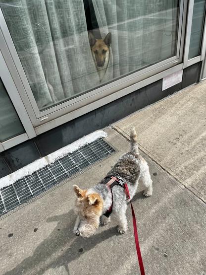 A dog stands on the sidewalk, looking into the distance, totally unaware of another dog in the background who is peeking their head from behind a curtain, staring at them.