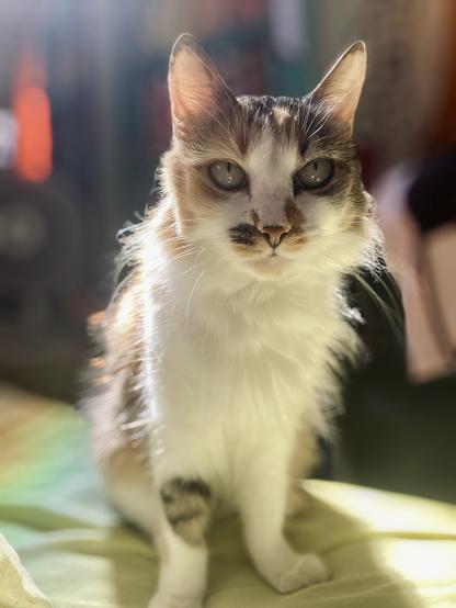 Uma gata fofa e tricolor peluda fica em um quarto iluminado pelo sol. A gata tem marcas distintas e uma expressão séria, cercado por uma cama macia e colorida. O fundo está ligeiramente desfocado, aumentando o foco no gato.