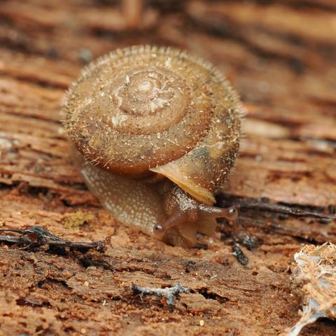 A very close-up photo of a tiny snail with a light brown shell covered in many tiny spiky hair-like protrusions, and a pale brown body. Its two eye stalks are peeking out from under the shell at the camera.