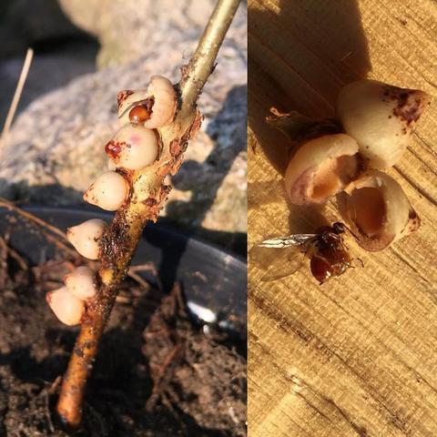 "This picture shows a plant on the left side with a close-up of insects or nuts, likely signifying growth or harvest. On the right, there's an image of an open pod or container that appears to contain seeds or similar items inside it."