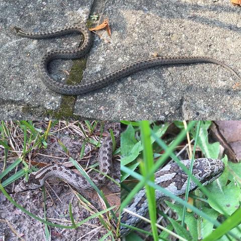 "The picture displays a collection of snakes, including one resting on a sidewalk and another on what appears to be grass or ground cover."