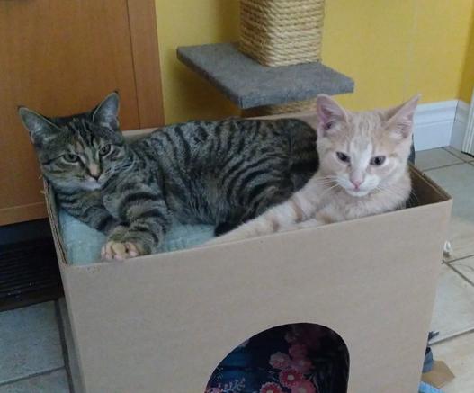 Two kittens lying down on a minty green blanket in the top tray of one of those special boxes for cats that has a hiding hole underneath and a tray on top. One kitten, in the back left corner of the box, is a brown torbie. She is stretched out looking slightly to the right of the camera. The kitten in the upper right corner of the box is a beige tabby and he's looking at the feet of the person taking the picture. His arms are stretched out, but you can't see the rest of his body, which is probably being covered up by the torbie.  The wall in the background is a beautiful, rich, yellow. There is a cat scratching tree in the background and a golden brown cabinet to the left of the picture.