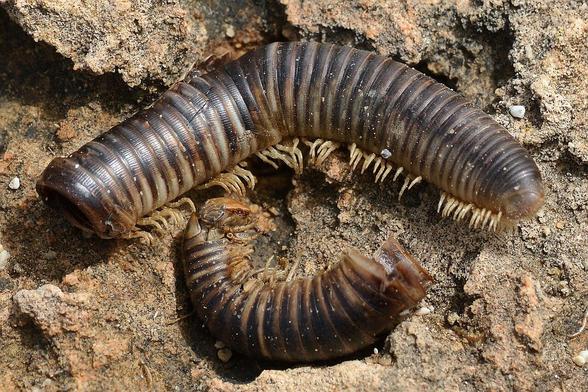 A photo of a dead millipede broken in half.
