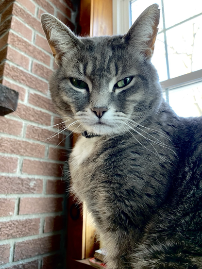 Wally, our grey tabby, is perched on the arm of the couch glaring at me. He looks fierce.