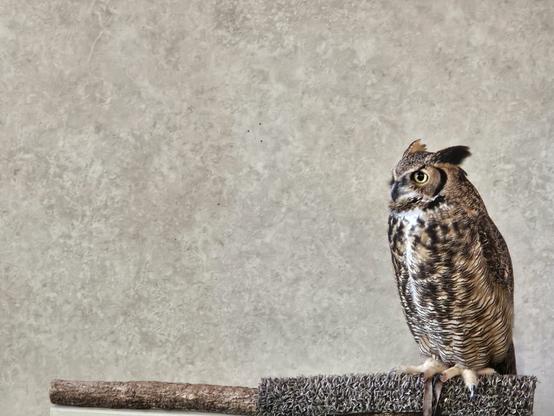 Great horned Owl on a post in front of a mottled grey wall. It has yellow eyes with large black pupils. A mix of black, brown, and white feathers, and white and yellow claws with black nails.