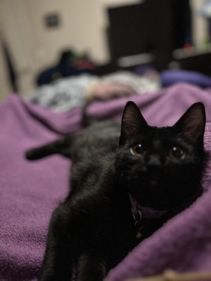 A black cat is lying on a purple blanket. The cat's eyes are wide open, and it is looking towards the camera. The background is blurred, showing some indistinct shapes and colours, possibly furniture or other objects in a room. The focus is primarily on the cat and the texture of the blanket.