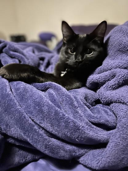 A black cat is comfortably nestled in a pile of soft, purple blankets. The cat's eyes are wide open, and its ears are perked up, giving it an alert yet relaxed appearance. The lighting is soft, highlighting the cat's sleek fur and the texture of the blankets. The background is blurred, focusing attention on the cat.