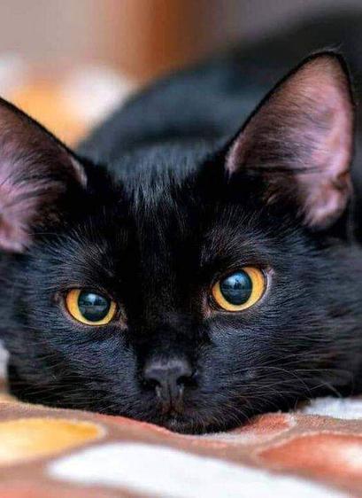 A black cat with striking yellow eyes is lying down, resting its head on a surface. The cat's ears are perked up, and its fur is sleek and shiny. The background is softly blurred, with warm tones that complement the cat's dark fur.