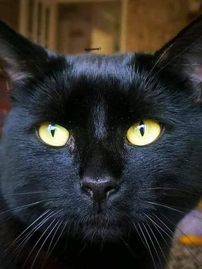 Close-up of a black cat with striking yellow eyes. The cat's fur is sleek and shiny, and its ears are pointed upwards. The background is blurred, focusing attention on the cat's face.