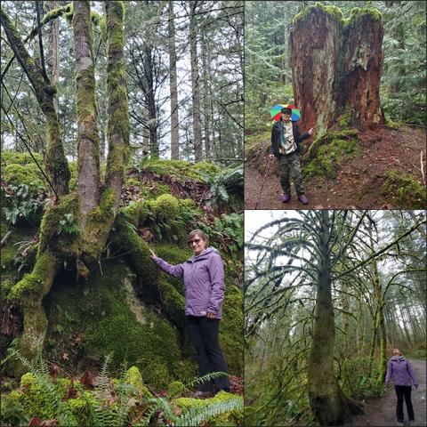 A collage of 3 outdoor scenes in a lush Pacific Northwest rainforest. The top right displays me with a rainbow umbrella hat pointing to a moss-covered tree stump along a trail. The left panel features a person touching moss on a rocky area near trees and ferns. The bottom right panel depicts a trail through the forest with a standing woman looking at moss-covered trees.