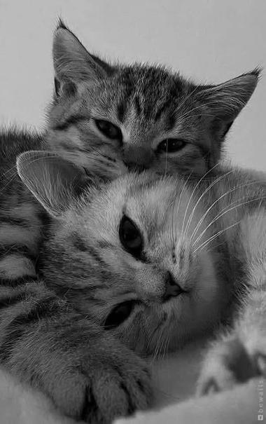 Two kittens snuggling together. One kitten is resting its head on the other, both with their eyes partially closed, giving a relaxed and cozy appearance. The image is in black and white, highlighting the soft fur and gentle expressions of the kittens.