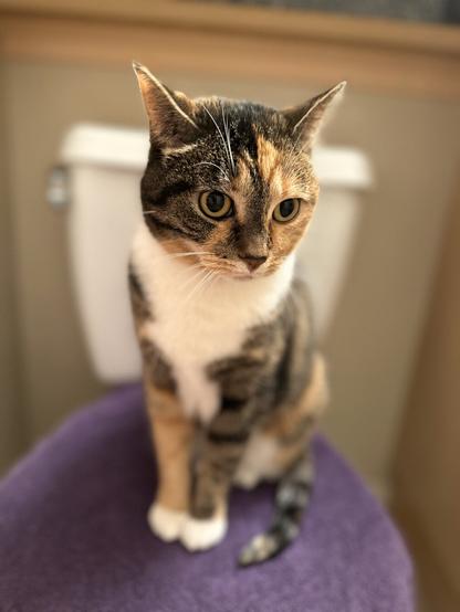 A calico cat with a mix of black, orange, and white fur is sitting on a purple surface. The cat has large, attentive eyes and is looking slightly to the side. In the background, there is a white toilet, suggesting the cat is in a bathroom. The lighting is soft, highlighting the cat's fur and features.