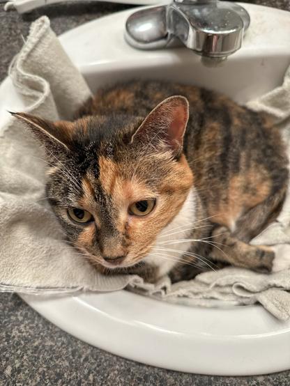 A calico cat with a mix of orange, black, and white fur is comfortably sitting in a bathroom sink. The cat is resting on a light-coloured towel that lines the sink. The faucet is visible above the cat's head, and the countertop surrounding the sink has a speckled pattern. The cat has a calm expression with its ears slightly perked up.