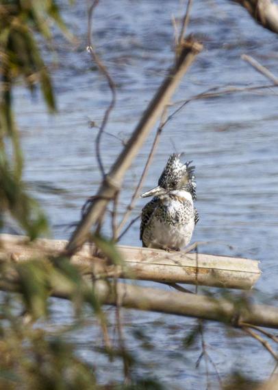 A large black and white bird with a crest and long beak perches on a fallen log. It looks to the left.