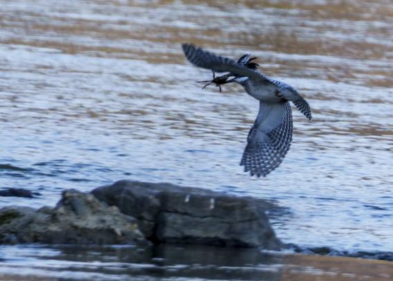 A large black and white bird with a crest and long beak flies low over a river. A crab is clutched in its beak.