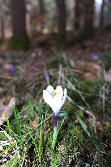White crocus