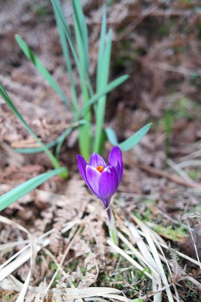 Purple crocus