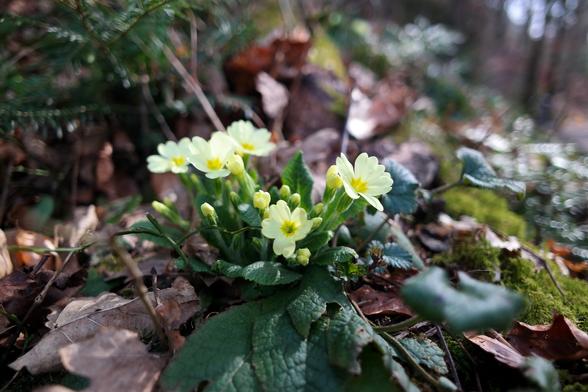 Yellow primrose