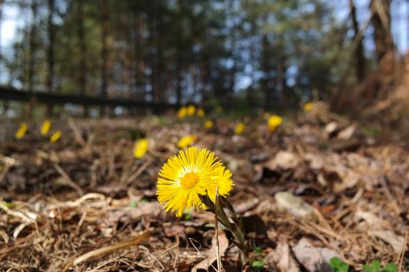 Coltsfoot in bloom