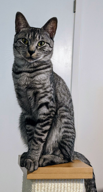 A grey and black striped tabby cat, sitting very straight on the top of a square scratching post pillar. He's looking straight ahead, with an inscrutable look on his face.
