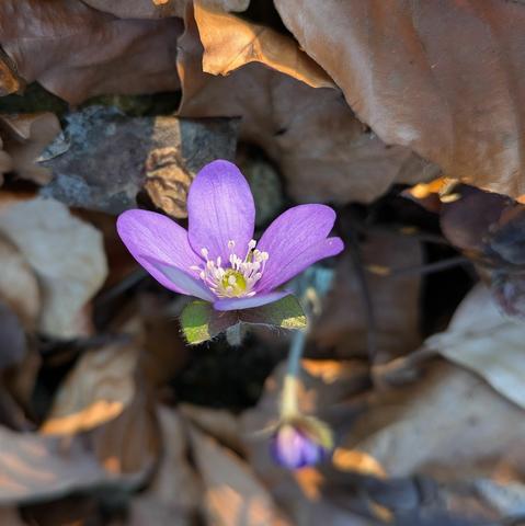 eine geöffnete lila Blüte eines Leberblümchens zwischen braunen Blättern. Behaarte geschlossene Knospe
