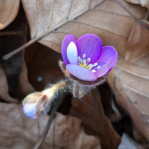 eine geöffnete lila Blüte eines Leberblümchens zwischen braunen Blättern schräg stehend. Behaarte geschlossene Knospe