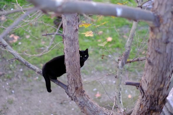 Photo of a black cat on a branch of a tree, seen from higher up.