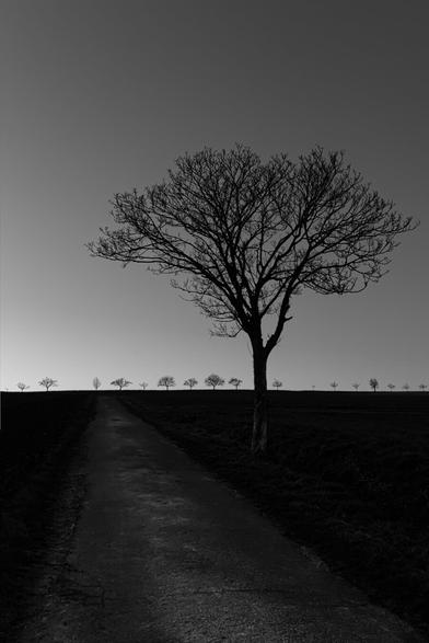 black and white. portrait format. a large tree at the edge of the path. the path leads uphill. on the ridge are further trees of various shapes that appear as a black silhouette.