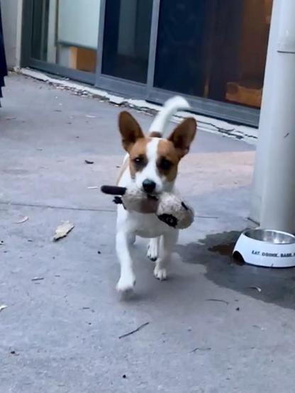 Jack Russell puppy walking towards the camera with a stuffed toy lamb in his mouth