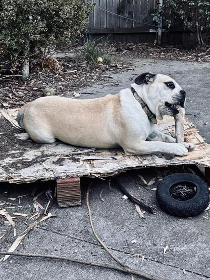 Aussie bulldog lying on a very chewed up wooden pallet, chewing on a bone