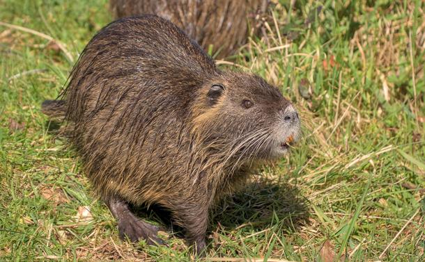 Un ragonfin qui broute dans l'herbe