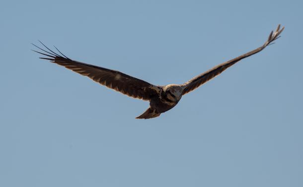 Un busard des roseaux femelle (oiseau de proie avec un corps marron et des taches claires sur la têtes et les épaules) vu de près et en vol