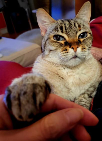 Eine cremeweißgraugetigerte, blauäugige Katze mit rosa Nase auf weinroter Decke hat ihre eine Pfote auf die Hand einer Person abgelegt und blickt aus schmalen Augen in die Kamera.