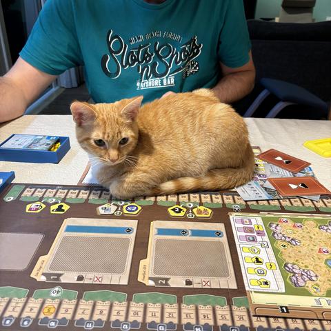 Small red kitten Kerry on top of an Ark Nova map during setup. Tail and paws neatly tucked in.