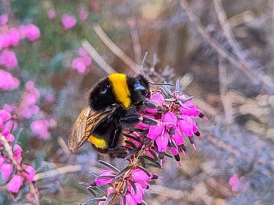 Close up van de hommel die 1 van de heide bloemetjes bezoekt, vanaf de zijkant genomen.