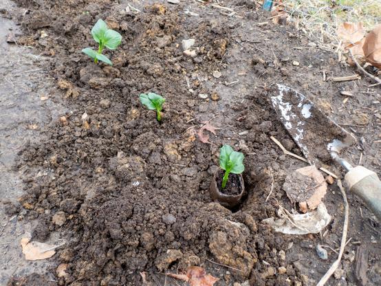 Three seedlings planted in wet soil, with one still in its hole waiting to get covered up.