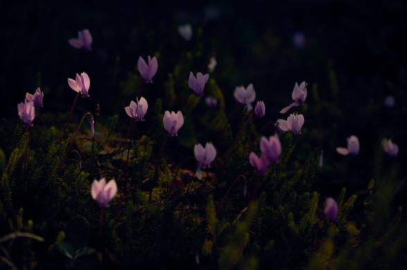 The photo shows a bunch of purple flowers within a bed green-brown moss. The picture overall is quite dark only a few flowers catch the sunlight and only one of them, in the upper right is in full focus, all other are a bit or very much out of focus.