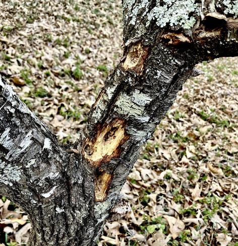 The base of a peach tree limb where it branches off from the trunk. It is riddled with large holes gouged in the wood by woodpeckers.