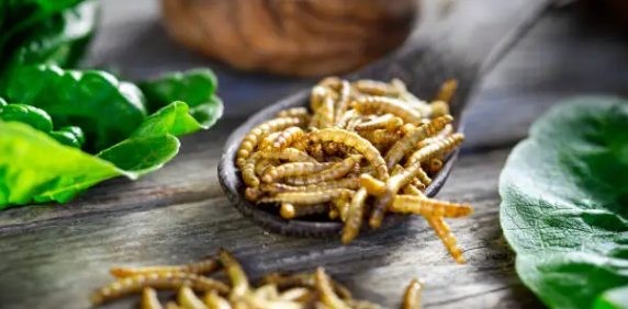 Des insectes (vers) dans une coupelle, au centre de l'image, entourée de feuilles de salade à droite et à gauche de l'image. On voit une partie d'une seconde coupelle en bas de l'image.