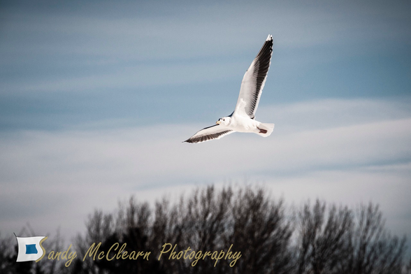 Seagull in flight.