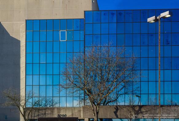 A photograph of a bare tree and  a parking-lot light in front of a modern concrete-and-glass office building with reflective blue windows. A reflection of the tree and a street light is visible in the windows. A single rectangular window has a white border in the grid of black frames.
