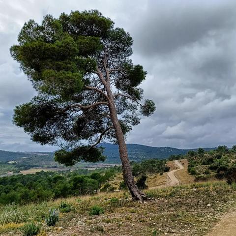 Autour du puech des Mourgues, à Saint-Bauzille-de-Montmel