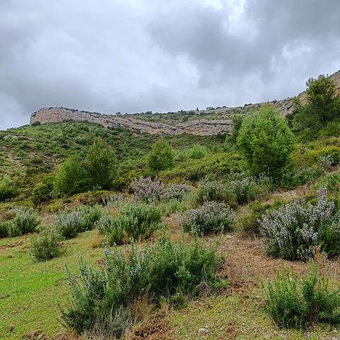 Autour du puech des Mourgues, à Saint-Bauzille-de-Montmel