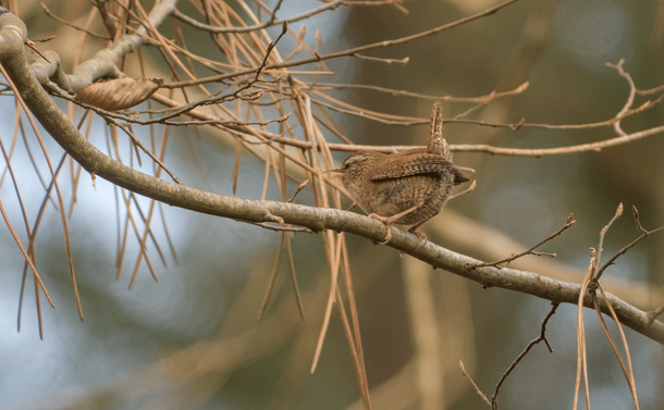 Un troglodyte mignon (un tout petit passereau avec un corps marron et un bec fin et bec pointu et une petite queue en l'air) sur une branche. Il est de dos et expose son croupion avec sa queue en l'air