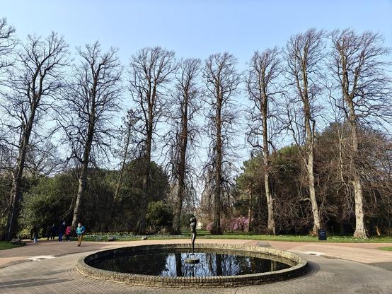 A colour photograph of a line of trees (poplars, I believe) in the Botanics (Royal Botanic Gardens) in Edinburgh, taken from the entrance to Inverleith House. 

Taken facing north, a line of eight bare trees fills most of the picture. In the foreground is a round pond with a metal statue in its centre. The line is surrounded by a broad pathway. 

Beyond the line of trees are bushes and other trees. 

Above them is a clear blue sky
