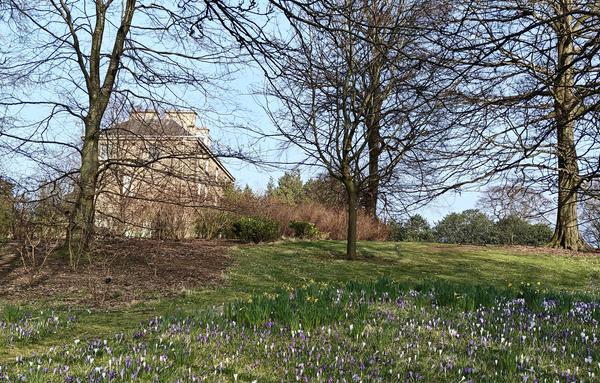 A colour photograph taken in the Botanics (Royal Botanic Gardens) in Edinburgh. It shows a hillside, at the top of which and to the left of the picture is Inverleith House, a Georgian building.

In front of that are four trees and in front of them a grassy slope, in which a very many white and purple crocuses and yellow daffodils are flowering.